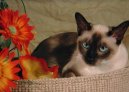 Photo: Tonkinese (Cat)