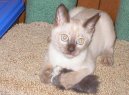 Photo: Tonkinese (Cat)