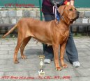 Photos: Tosa (Dog standard) (pictures, images)