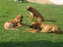 Photos: Tosa (Dog standard) (pictures, images)
