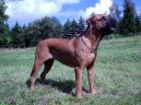 Photos: Tosa (Dog standard) (pictures, images)