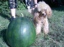 Photo: Toy poodle (Dog standard)