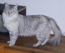 Photos: Turkish Angora (Cat) (pictures, images)