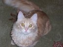 Photos: Turkish Angora (Cat) (pictures, images)