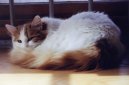 Photos: Turkish Van (Cat) (pictures, images)