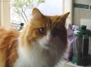 Photos: Turkish Van (Cat) (pictures, images)