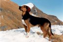 Photo: Tyrolean hound (Dog standard)