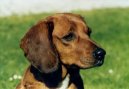 Photo: Tyrolean hound (Dog standard)