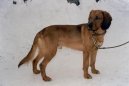 Photo: Tyrolean hound (Dog standard)