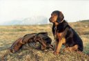 Photo: Tyrolean hound (Dog standard)