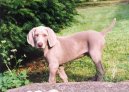 Photo: Weimaraner (Dog standard)