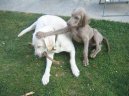 Photo: Weimaraner (Dog standard)