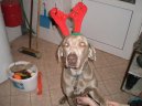 Photo: Weimaraner (Dog standard)