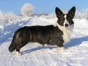 Photo: Welsh corgi cardigan (Dog standard)