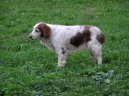 Photos: Welsh springer spaniel (Dog standard) (pictures, images)