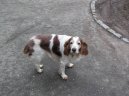 Photos: Welsh springer spaniel (Dog standard) (pictures, images)