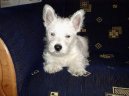 Photo: West highland white terrier (Dog standard)