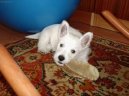 Photo: West highland white terrier (Dog standard)