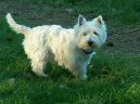 Photo: West highland white terrier (Dog standard)