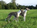 Photos: Whippet (Dog standard) (pictures, images)