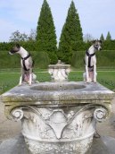 Photos: Whippet (Dog standard) (pictures, images)