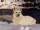 Photos: White swiss shepherd dog (Dog standard) (pictures, images)