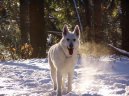 Photos: White swiss shepherd dog (Dog standard) (pictures, images)