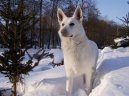 Photos: White swiss shepherd dog (Dog standard) (pictures, images)