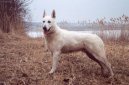 Photos: White swiss shepherd dog (Dog standard) (pictures, images)