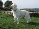 Photos: White swiss shepherd dog (Dog standard) (pictures, images)