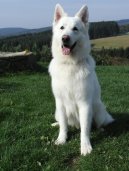 Photos: White swiss shepherd dog (Dog standard) (pictures, images)