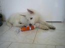 Photos: White swiss shepherd dog (Dog standard) (pictures, images)