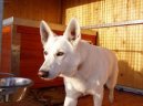 Photos: White swiss shepherd dog (Dog standard) (pictures, images)