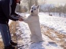 Photos: White swiss shepherd dog (Dog standard) (pictures, images)