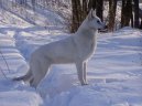 Photos: White swiss shepherd dog (Dog standard) (pictures, images)