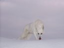 Photos: White swiss shepherd dog (Dog standard) (pictures, images)