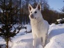 Photos: White swiss shepherd dog (Dog standard) (pictures, images)