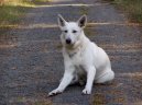 Photos: White swiss shepherd dog (Dog standard) (pictures, images)
