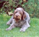 Photo: Wire-haired pointing griffon korthals (Dog standard)