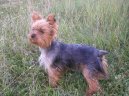 Photos: Yorkshire terrier (Dog standard) (pictures, images)