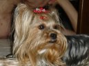 Photos: Yorkshire terrier (Dog standard) (pictures, images)