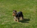 Photos: Yorkshire terrier (Dog standard) (pictures, images)