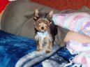 Photos: Yorkshire terrier (Dog standard) (pictures, images)