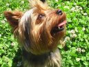 Photos: Yorkshire terrier (Dog standard) (pictures, images)