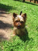 Photos: Yorkshire terrier (Dog standard) (pictures, images)