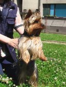 Photos: Yorkshire terrier (Dog standard) (pictures, images)