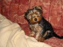 Photos: Yorkshire terrier (Dog standard) (pictures, images)