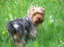 Photos: Yorkshire terrier (Dog standard) (pictures, images)