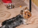 Photos: Yorkshire terrier (Dog standard) (pictures, images)