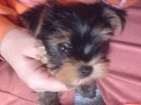 Photos: Yorkshire terrier (Dog standard) (pictures, images)